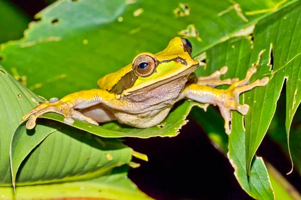 Nova Granada Cross Banded Tree Frog Smilisca Phaeota Floresta Tropical — Fotografia de Stock