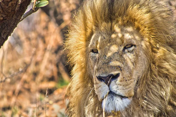 Lion Panthera Leo Rhino Lion Nature Reserve Zuid Afrika Afrika — Stockfoto