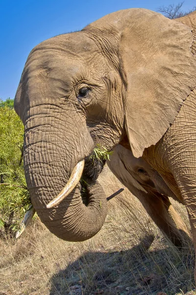 Elefante Africano Riserva Naturale Sudafrica Africa — Foto Stock