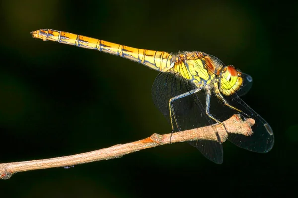 Dragonfly Guadarrama National Park Segovia Castile Leon Spain Europe — Stock Photo, Image