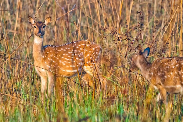 Spotted Deer Cheetal Axis Axis Axis Deer Royal Bardia National — ストック写真