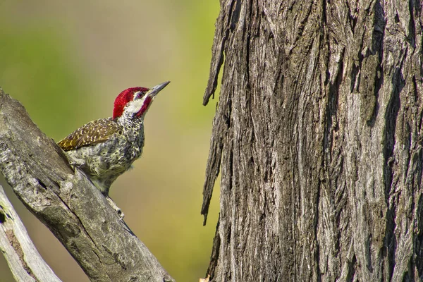 Kardinalspecht Dendropicos Fuscescens Kruger Nationalpark Südafrika Afrika — Stockfoto