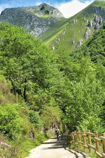 Trekking Durch Hügel Und Täler Naturpark Redes Fürstentum Asturien Asturien — Stockfoto