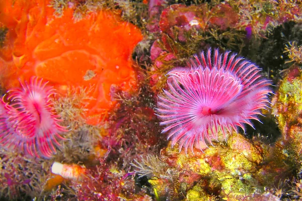 Calcareous Tubeworm Red Tubeworm Serpula Vermicularis Cabo Cope Puntas Del — стокове фото