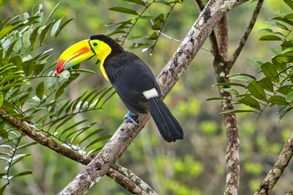 Kielschnabel Tukan Schwefelbrust Tukan Regenbogenschnabel Tukan Ramphastos Sulfuratus Tropischer Regenwald — Stockfoto