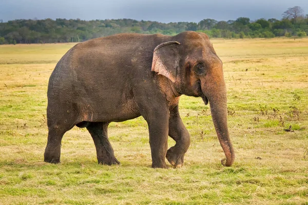 Elefante Sri Lanka Elephas Maximus Maximus Parque Nacional Minneriya Sri — Foto de Stock