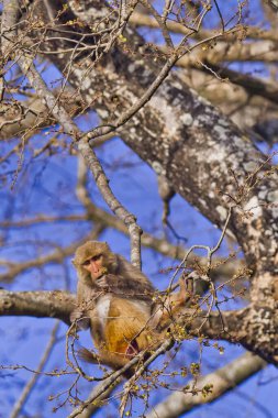 Rhesus Macaque, Macaca Mulatta, Royal Bardia Ulusal Parkı, Bardiya Ulusal Parkı, Nepal, Asya
