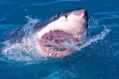 Büyük Beyaz Köpekbalığı, Carcharodon Carcharias, Gansbaai, Batı Burnu, Güney Afrika, Afrika