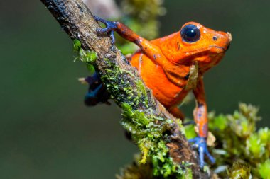 Dart Zehirli Kurbağa, Mavi Kot, Oophaga pumilio, Dendrobates pumilio, Tropikal Yağmur Ormanı, Kosta Rika, Orta Amerika, Amerika