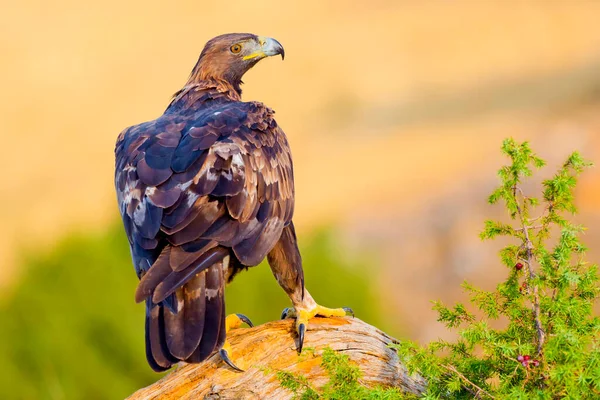 Golden Eagle Aquila Chrysaetos Mediterranean Forest Castile Leon Spanyolország Európa — Stock Fotó