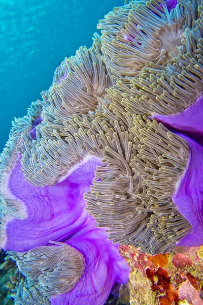 Величне Море Anemone Heteractis Maja Coral Reef South Ari Atoll — стокове фото
