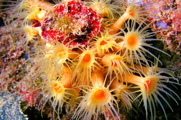 Yellow Encrusting Sea Anemone Parazoanthus Axinellae Natuurpark Cabo Cope Puntas — Stockfoto