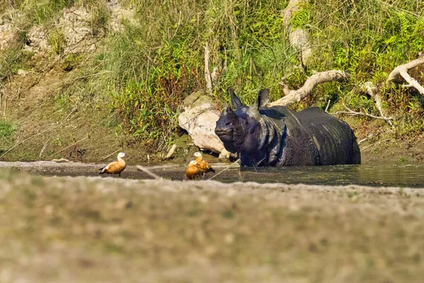 Rinoceronte Solo Cuerno Rinoceronte Indio Rinoceronte Asiático Rinoceronte Unicornis Humedales — Foto de Stock