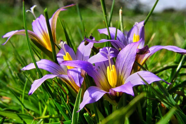 Romulea Bulbocodium Guadarrama National Park Segovia Kastylia Leon Hiszpania Europa — Zdjęcie stockowe