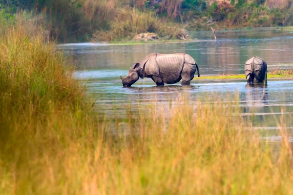 Великий Однорогий Rhinoceros Indian Rhinoceros Asian Rhino Rhinoceros Unicornis Wetlands — стокове фото