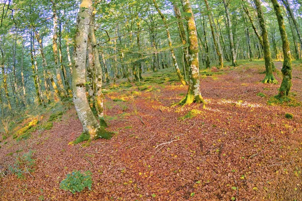 Waldlandschaft Naturpark Valderejo Valdegovia Alava Baskenland Spanien Europa — Stockfoto