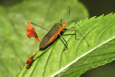 True Bug, Hemiptera, Tropikal Yağmur Ormanları, Napo Nehri Havzası, Amazonia, Ekvador, Amerika