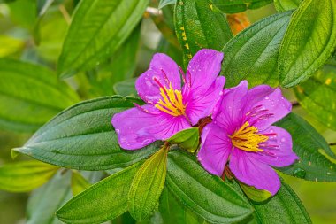 Wildflower, Sinharaja National Park Rain Forest, World Heritage Site, UNESCO, Biosphere Reserve, National Wilderness Area, Sri Lanka, Asia clipart
