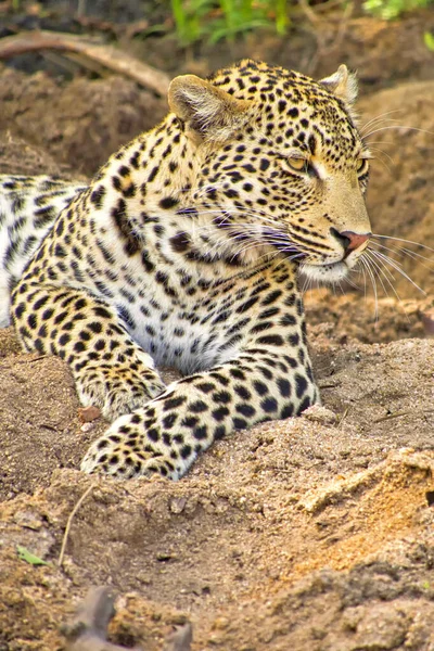 Leopardo Panthera Pardus Kruger National Park África Sul África — Fotografia de Stock