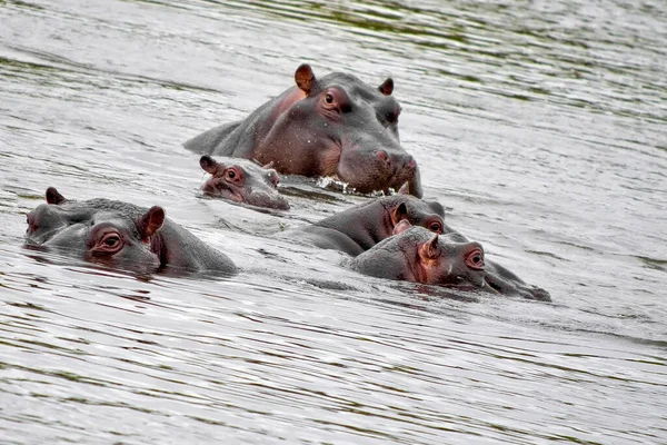 Hippopotamus Hippopotamus Amphibius Kruger National Park Sudáfrica África — Foto de Stock