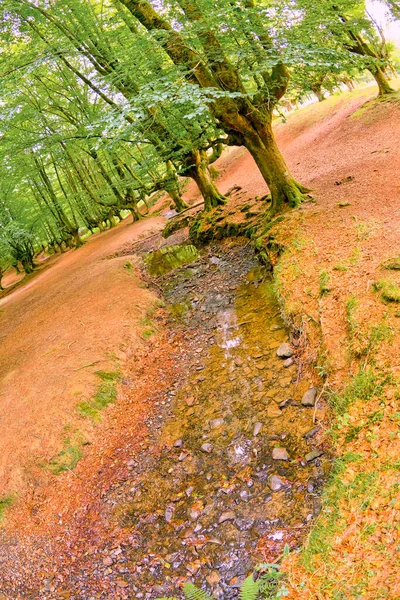 Otzarreta Beech Forest Parque Natural Gorbeia Bizkaia País Basco Espanha — Fotografia de Stock