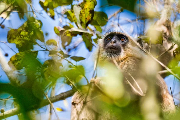 Tarai Gray Langur Semnopithecus Hector Cercopithecidae Royal Bardia National Park — Stockfoto