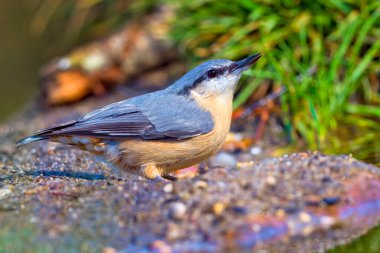 Nuthatch, Sitta europea, Orman Göleti, Akdeniz Ormanı, Kastilya ve Leon, İspanya, Avrupa
