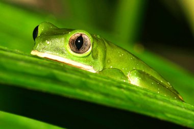 Tropical Green Frog, Tropical Rainforest, Napo River Basin, Amazonia, Ecuador, America clipart