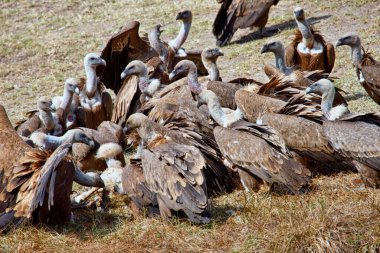 Griffon Vulture, Gyps fulvus, Monfrague Ulusal Parkı, Biyosfer Rezervi, Caceres Eyaleti, Extremadura, İspanya, Avrupa
