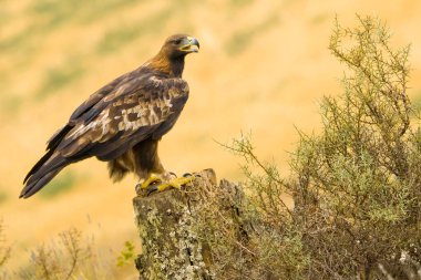 Altın Kartal, Aquila Chrysaetos, Akdeniz Ormanı, Kastilya ve Leon, İspanya, Avrupa