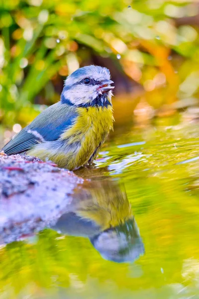 Blue Tit Parus Caeruleus Forest Pond Mediterranean Forest Castile Leon — Stockfoto