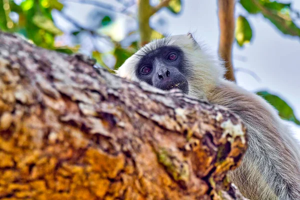 Tarai Gray Langur Semnopithecu Hector Cercopithecidae Royal Bardia National Park — Foto de Stock