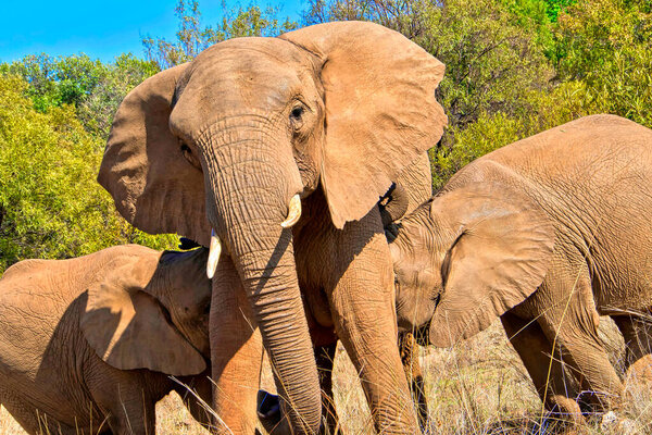 African Elephant, Loxodonta africana, Wildlife Reserve, South Africa, Africa