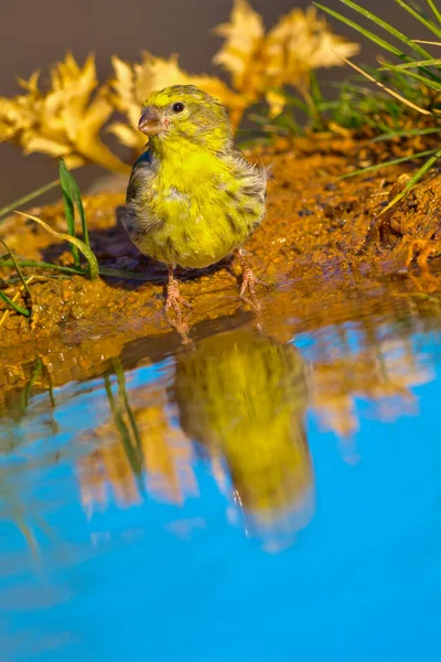 Serin Serinus Serinus Estanque Forestal Bosque Mediterráneo Castilla León España — Foto de Stock