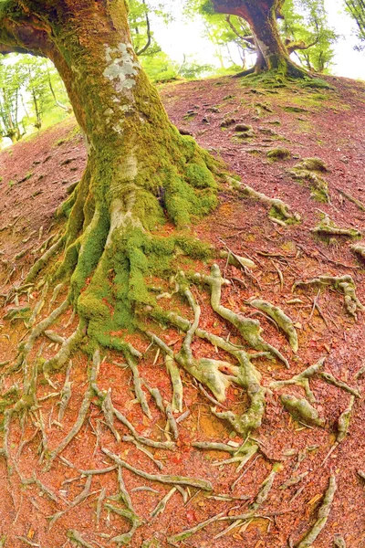 Forêt Hêtres Otzarreta Parc Naturel Gorbeia Biscaye Pays Basque Espagne — Photo