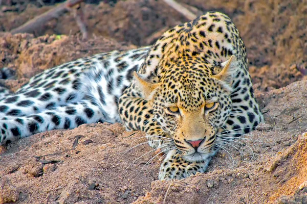 Leopard Panthera Pardus Kruger National Park South Africa Africa — стокове фото