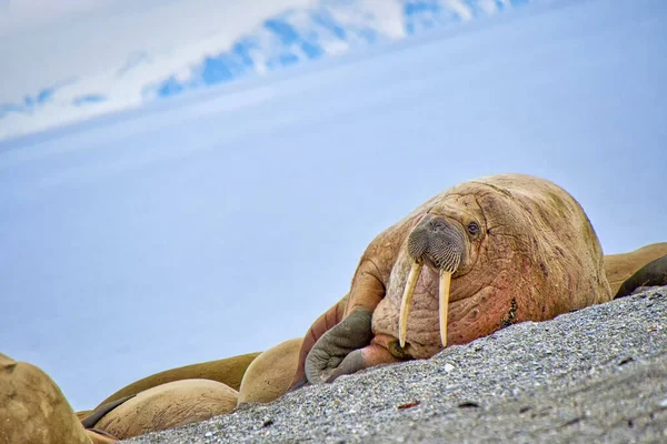 Ruhendes Walross Odobenus Rosmarus Arktis Spitzbergen Norwegen Europa — Stockfoto