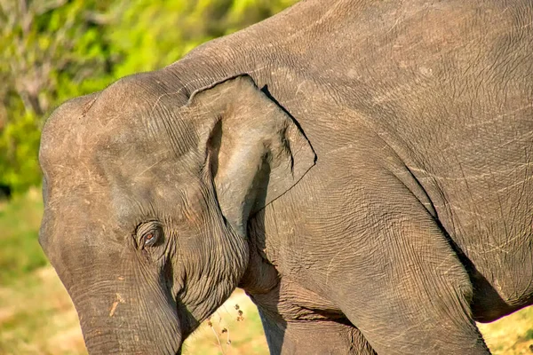 Elefante Sri Lanka Elephas Maximus Maximus Parque Nacional Wilpattu Sri — Fotografia de Stock