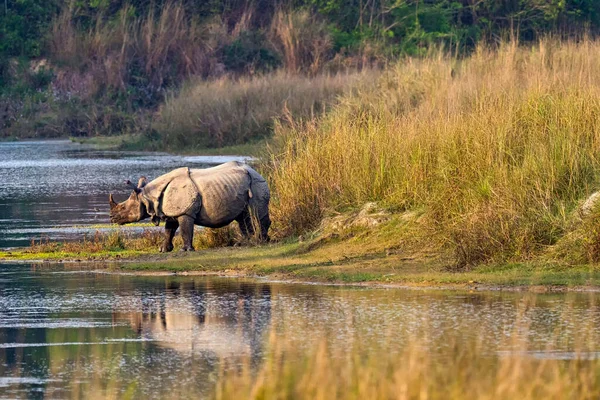 Rhinocéros Une Corne Rhinocéros Inde Rhinocéros Asie Rhinocéros Unicornes Zones — Photo