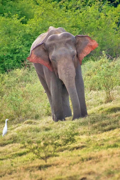 Sri Lankan Elephant Elephas Maximus Maximus Kaudulla National Park Sri — Stock Photo, Image