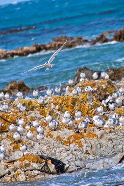 Grested Tern, Thalasseus bergii, Walker Körfezi Doğa Koruma Alanı, Gansbaai, Batı Burnu, Güney Afrika, Afrika