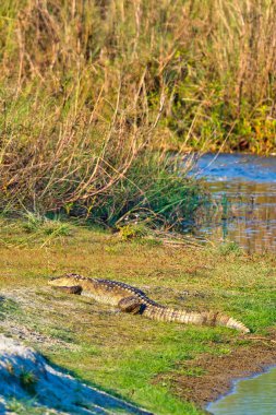 Hırsız Timsah, Timsah Palustri, Bataklıklar, Kraliyet Bardia Ulusal Parkı, Bardiya Ulusal Parkı, Nepal, Asya