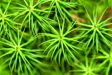 Lycopodium, Guadarrama Ulusal Parkı, Segovia, Kastilya ve Leon, İspanya, Avrupa