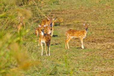 Görülen Geyik, Çita, Eksen, Eksen Geyiği, Kraliyet Bardia Ulusal Parkı, Bardiya Ulusal Parkı, Nepal, Asya