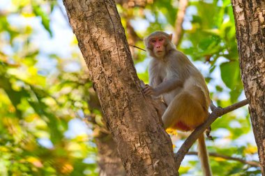 Rhesus Macaque, Macaca Mulatta, Royal Bardia Ulusal Parkı, Bardiya Ulusal Parkı, Nepal, Asya