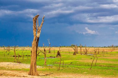 Bataklıklar, Kuru Boğulan Ağaçlar, Udawalawe Ulusal Parkı, Sri Lanka, Asya