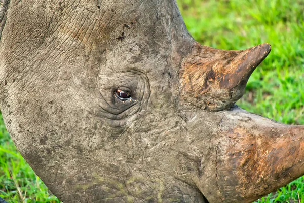 Nosorožec Bílý Ceratotherium Simum Nosorožec Čtvercový Kruger National Park Jihoafrická — Stock fotografie