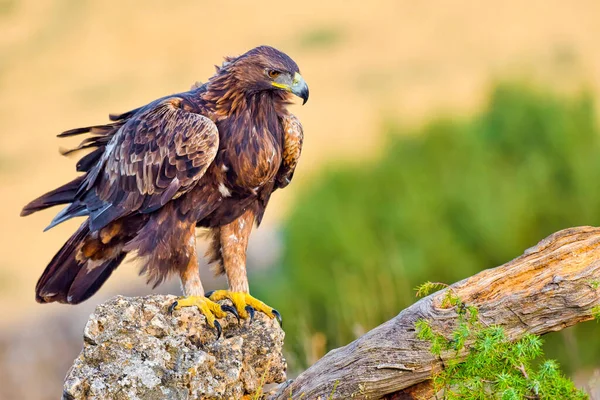 Golden Eagle Aquila Chrysaetos Mediterranean Forest Castile Leon Spanyolország Európa — Stock Fotó