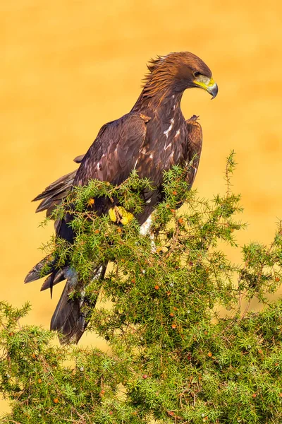 Águila Dorada Aquila Chrysaetos Bosque Mediterráneo Castilla León España Europa —  Fotos de Stock