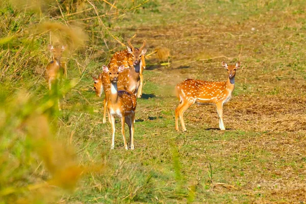 Spotted Deer Cheetal Axis Axis Axis Deer Royal Bardia National — ストック写真